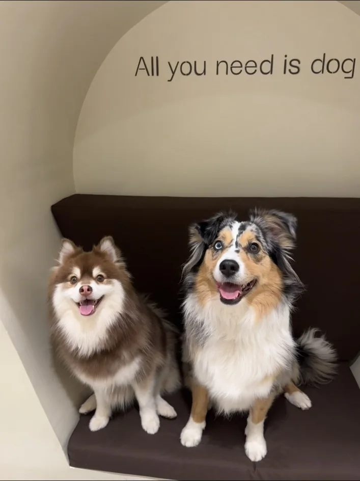 Deux chiens dans un lieu dog-friendly