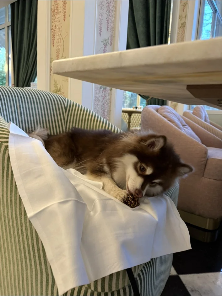 Umi installée dans un restaurant