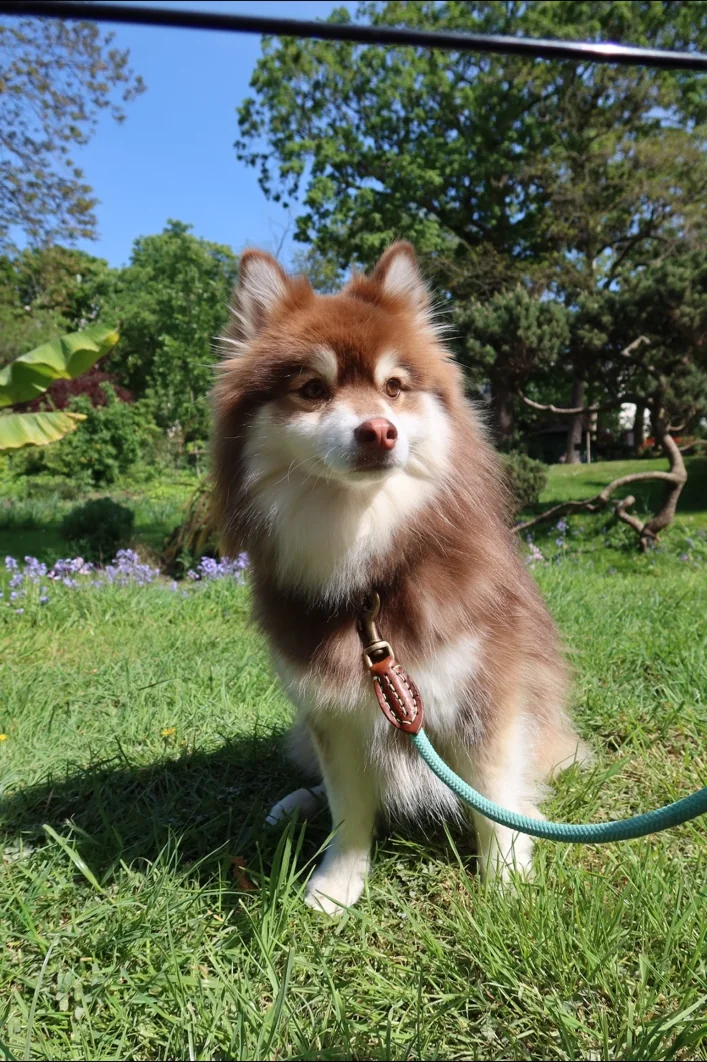Umi dans un parc
