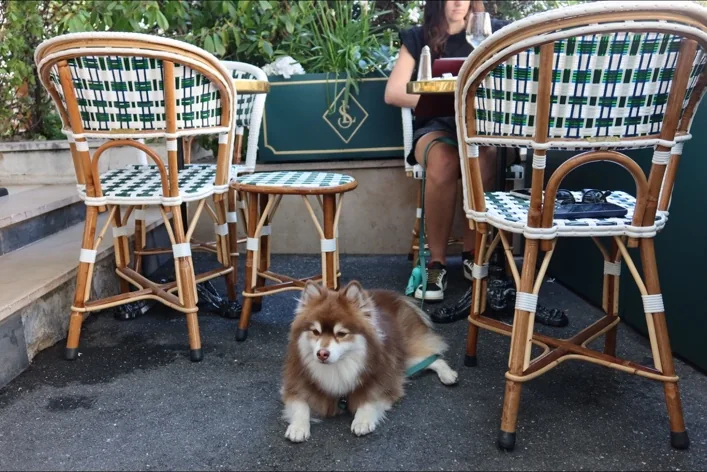 Umi en terrasse dans un lieu dog-friendly
